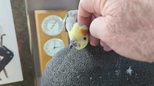 3.2K views · 108 reactions | Our passive aggressive cockatiel Barney | WindyCityParrot.com | Facebook