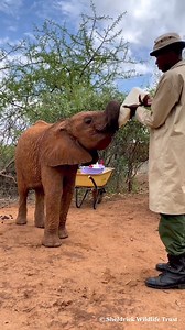 The miracle of milk bottles 🍼 🐘 Hand-fed every 3 hours, milk bottles are an essential part to every orphan's journey with Sheldrick Wildlife Trust from rescue to rehabilitation. Every sale from our Conservation Collection donates the equivalent of 1 bottle of milk for a hungry ele. Together with YOU, we’re on a mission to generate another 20,000 bottles’ worth by Christmas!* Discover the link to join the mission 🧡 https://www.elizabethscarlett.com/collections/elephant-conservation | Elizabeth