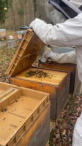 TRAITEMENT VARROA D’HIVER Le varroa est la bête noire de l’apiculteur et de l’abeille. En cette fin décembre il n’y a plus de couvain dans les ruches et donc plus d’endroit pour qu’il puisse se cacher. Un d’égouttement d’acide oxalique sous dosé aura raison de ces sales acariens. #varroa#abeilles | Au Rucher d'Ay