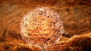 The development of fetus in the womb | DrGenius