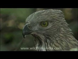Formidable bird of prey - Crested Hawk-eagle or Nisaetus cirrhatus!