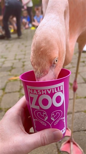 Filter-feeding flamingos on #FeatherFriday?!? What could be better! 🤗 Our Chilean flamingo flock hangs out in front of Screaming Gibbon Pizza Kitchen every day around 11:30 am. Pop by on your next visit to help them enjoy their mid-morning snack! 🦩 See what else is on our daily schedule ➡️ https://www.nashvillezoo.org/today-at-the-zoo | Nashville Zoo