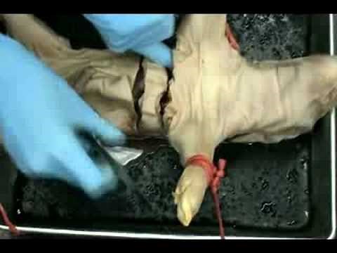 Fetal Pig Dissection