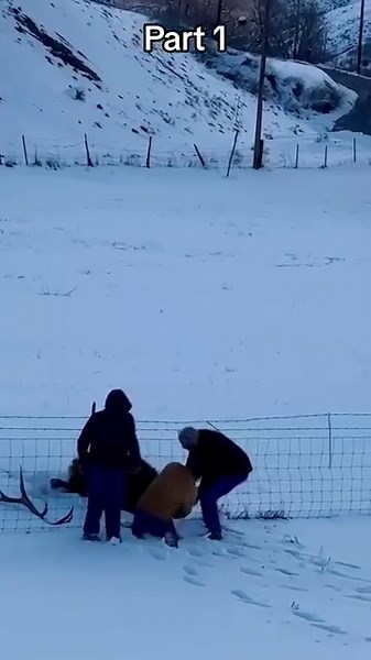 Rescue the trapped buck. | The Kelly Ford