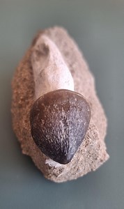 Mosasaurus Globidens Fossile Tooth - Etsy Australia