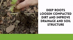 No-Till Cover Crop 10 Seed Mix - Winter Rye, White Clover, Austrian Winter Peas, Triticale, Crimson Clover, Cow Peas, Daikon Radish, Purple Turnips, Wheat, Oats, (25 Pounds)