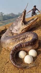 937K views · 7.2K reactions | Amazing big stuck monster Wallago fishing video river side dry place underground #fishing #video #reels #viral #fishing_life | Discovery Site | Facebook