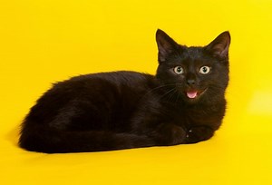 Йоркская шоколадная кошка - все о кошке, 4 минуса и 7 плюсов породы