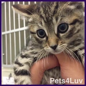 26 reactions | Happy Caturday From the Kitten Krew #caturday #kittens #kittenkrew #catrescue #adoptdontshop #kittenspets4luv #pets4luv | Pets4Luv Foundation | Facebook