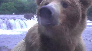 Bear #402 and her FOUR cubs get up close and personal! The #bearcam always amazes with memorable moments like these. Watch the brown bears of Katmai National Park & Preserve live from Alaska at explore.org/bears | explore.org