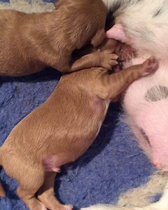 1.1K views · 43 reactions | Beautiful new babies having a drink  Two little male Toy Cavoodle puppies. Very content!  | Designer K9 Breeders | Facebook