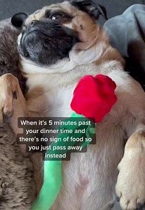 Someone call the 🚑 Wambulance | Winston The Pug