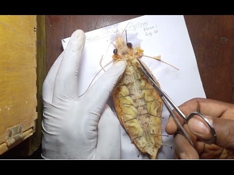 Dissect and display the nervous system of prawn