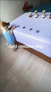 डॉग की निशानेबाजी 藍藍￼ #labrador #puppies #dogsound #puppybarking...