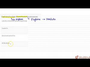 Cephalochordate Branchiostoma possesses
