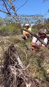 231K views · 138 reactions | Florida scientists witnessed a Burmese...