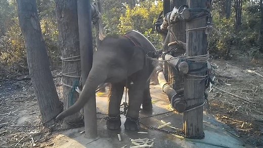 Horrific footage shows baby elephants tied up and beaten