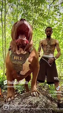 Step Into the Jungle with These Powerful Pit Bulls