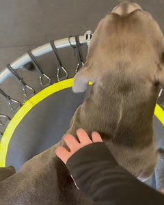 Trying to choreograph with a staffy is always fun 😂😆 #boogiebounce #staffy #bluestaff #blesshim #choreographing #workbuddy #besties #whatcouldgowrong | Boogie Bounce Xtreme Official