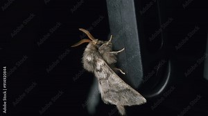 miller moth closeup macro. extreme macro insect at night