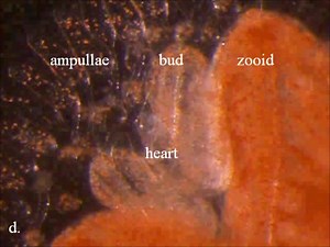 File:The-genome-sequence-of-the-colonial-chordate-Botryllus-schlosseri-elife00569v001.ogv - Wikimedia Commons