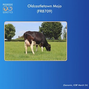 1.6K views | Oldcastletown Mojo (FR8709) Mojo is an Outcross Pedigree Sire He is a balanced sire for all traits Mojo has exceptional PTAs for fat and protein Available Female sexed from Progressive Genetics today殺 | Progressive Genetics | Facebook