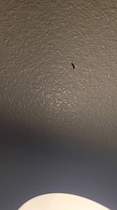 116 reactions · 36 shares | I have a "friend" that keeps me company. lol.  Hi everyone greetings here in California USA. #glenafamily #SUBSCRIBERS #supporters #followers #friends #family #friendsfollowersViewers . #creature #getcurious #millionviews | Glena Edwards | Facebook