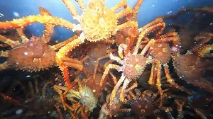 17K views · 185 reactions | 呂 ¡Gran día en el Time Bandit! La tripulación celebra una excelente captura de centollas. ¡El mar ha sido generoso! ⚓ #PescaMortal ️☠️ Disfruta el contenido de Discovery en MAX. Suscríbete ahora: <https://dub.sh/MAX-DiscoveryEsp> | Discovery en Español | Facebook