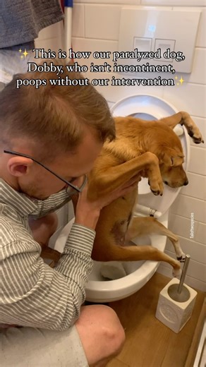 Dobby, our rescued , medium sized , Indian dog has rear leg paralysis. However, unlike most paralysed dogs, Dobby is not entirely incontinent. What this means is that Dobby can control her bladder / pee untill her bladder is way too ful.. but cannot empty her bladder completely. And she has control over her bowel movements and can poop on her own. She follows a routine like an able bodied dog.. and pees when we take her to pee which is every 3 to 5 hours. She poops twice a day, once in the morni