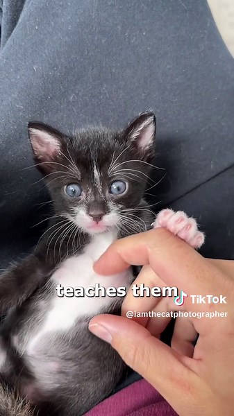 Beard Privilege: The Secret to Winning Over Kittens with Facial Hair