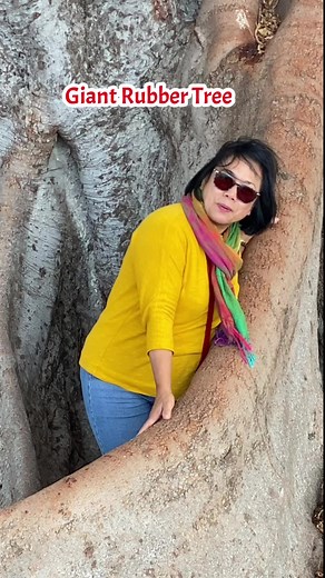1.4K views · 73 reactions | I saw this giant rubber tree ( ficus macrophylla) during a stroll near the beach in Cadiz, Andalusia, Spain. It is said to be more than a century old tree. The’s another same giant tree next to it. #rubbertree #ficusmacrophylla #Balete #creepybalete #giantrubbertrees #ficus #ficustree | Beatriz van Winden-Guzman | Facebook