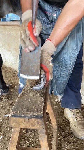 After trimming the hoof, the donkey felt much more comfortable walking丨ASMR | Jonathan Peter