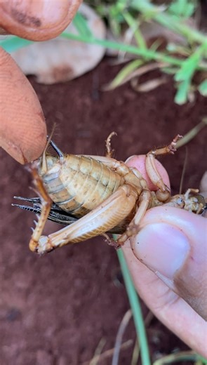 6.4K views · 84 reactions | Pregnant female crickets insect VS Venomous ants team | NaturalLife IQ | Facebook