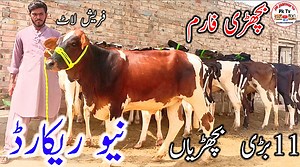 4.6K views · 440 reactions | Pk Bachri farm || Australian Friesian Jersey Bachria|| Fresh Rate Update||30 August 2023||Pk Janwar TV||#dairycow #HFCOW #bigcow #cowforsale #cow #janwarmandi #pashumandi #Cowbaby #CowBabies #CowBabyPrice #Bachrian #Wachian #Calf #Heifers | Pk Janwar TV | Facebook