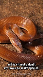 Top 5 Brown House Snake Facts You Need to Know NOW #animals #nature #fblifestyle #snake | Robert Wedderburn Productions
