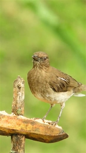 The Black-billed Thrush (Turdus ignobilis). As its name suggests, the Black-billed Thrush has a sleek, dark bill, setting it apart from many other thrushes with yellow or lighter bills. This thrush is native to northern South America, especially in countries like Colombia, Venezuela, Ecuador, Peru, and parts of Brazil. It’s very adaptable and lives in a wide range of habitats — from forest edges and gardens to open woodlands and even urban parks. The Black-billed Thrush is known for its beautifu