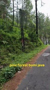 pine forest bumi java #natureshorts