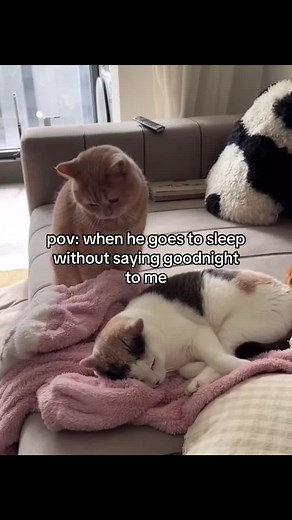 relatable? 🥲 #fyp #catmeme #catsoftiktok #relatable #love #relationship #cattok #couple #fy