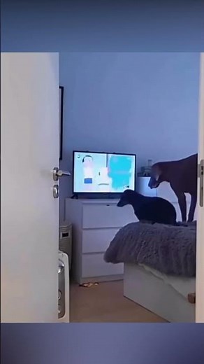 #15 15 Chutes les Plus Hilarantes Capturées par Caméras | Moments Inoubliables | Essayez de pas rire