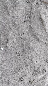 3.3K views · 21 reactions | There are piping plovers nesting on...