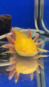 Kellyville Pets on Reels | Facebook