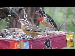 A Rose-breasted Grosbeak male feeding with a black-headed grosbeak female in northern NM