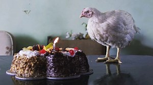 Watch Feathers - BFI Player