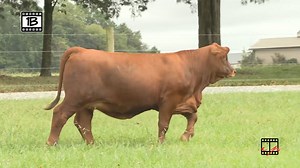 Beefmaster Breeders United on Reels