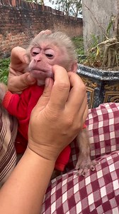 Baby monkey Benny has come to steal your food #fblifestyle #BabyMonkey #CuteMonkey #MonkeyLove #AdorableAnimals #Wildlife #NatureVibes #MonkeyMood #PeacefulMoments #AnimalLovers #MonkeyLife | Judy Reels