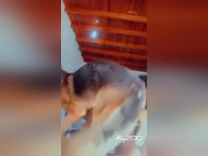 Powerful dog, helpless Latyzoo: A scene of animal debauchery | Bestiality