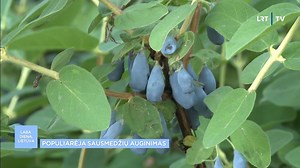Kaip auginti sausmedį? | LRT