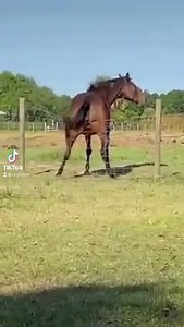 What are you doing this weekend? 🐎 | Showtek