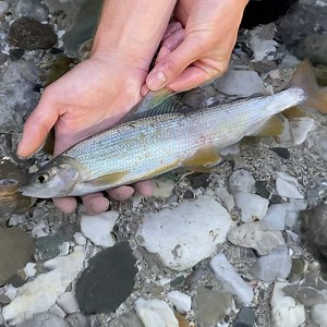 About last weekend .... 🐟😎 #fishingmakesyouhappy #fliegenfischen #catchandrelease #itonlycountsonthefly #flytying #aosfishing #fishing #fischen #flyfishing #fluefiske #fluefiskeri #perhokalastus #vliegvissen #tightlines #pescaconmosca #pechemouche #graz #austria #angeln #keepemwet #keepemwetfishing #keepfishwet #flyfishingaddict #SEEWHATSOUTTHERE@orvisuk @aosfishing @orvisflyfishing @loop_tackle @simmsfishing @guidelineflyfish @rioproducts @skinnywaterculture @ahrexhooks @keepemwetfishing @nam