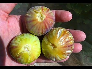 Israeli figs are ripe! What are they?
